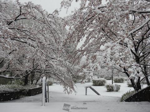 雪に凍える桜 注目の空の写真 ウェザーニュース