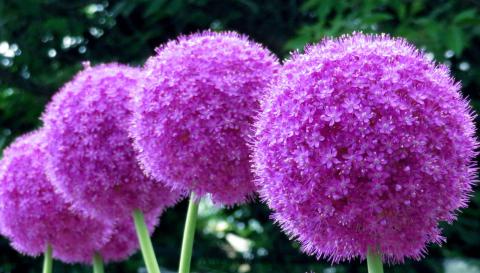 癒しのムラサキの花 注目の空の写真 ウェザーニュース