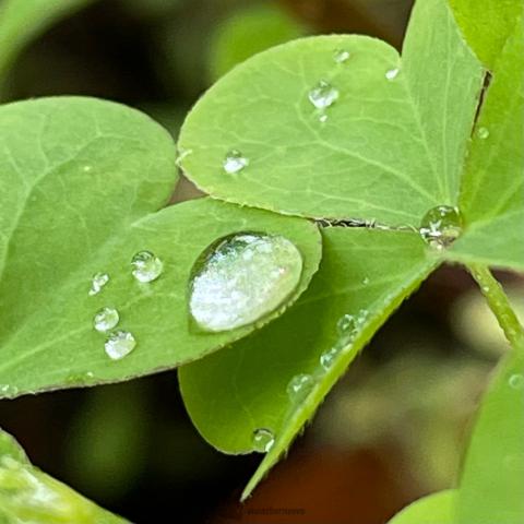 草花に滴る「雫」 注目の空の写真 ウェザーニュース