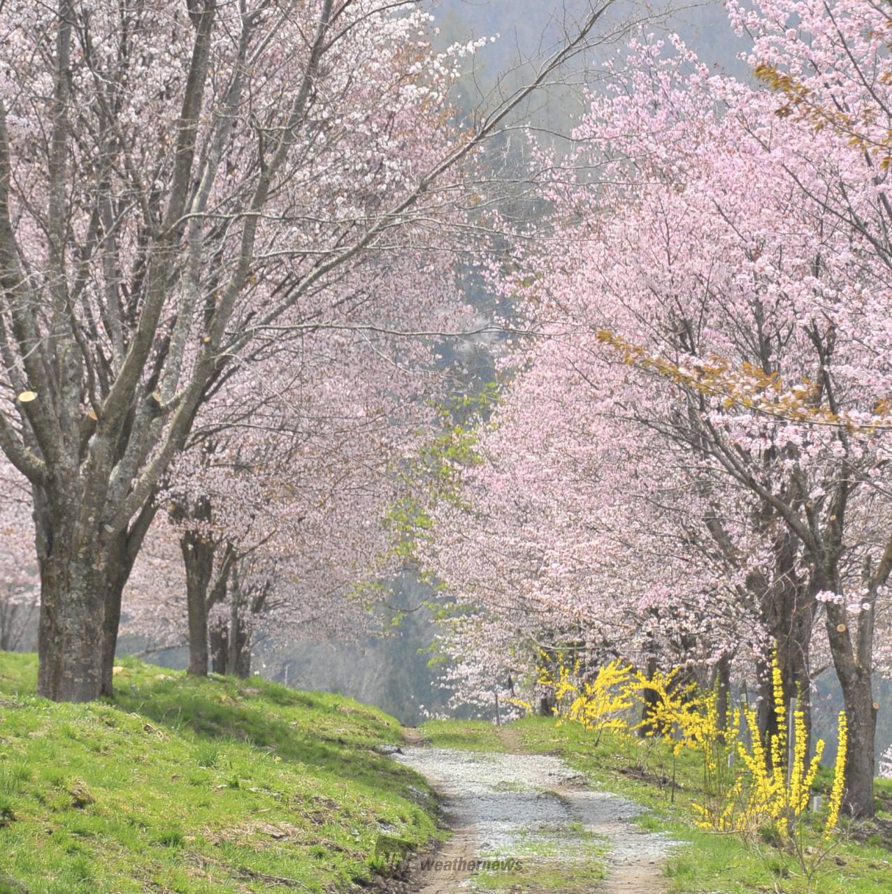 桜絶景写真館 注目の空の写真 ウェザーニュース