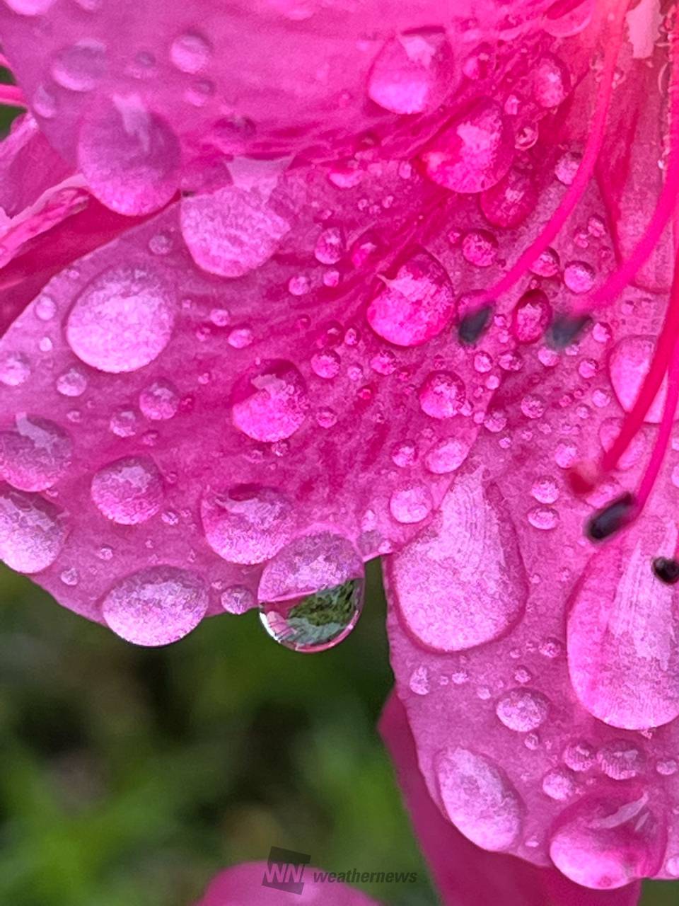 雲の上ですやすやめーちゃんお花の国のひつじさん シーグラスアート