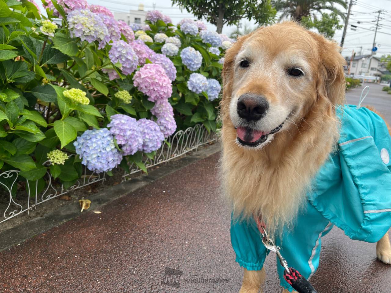 犬たちで感じる季節感 注目の空の写真 ウェザーニュース