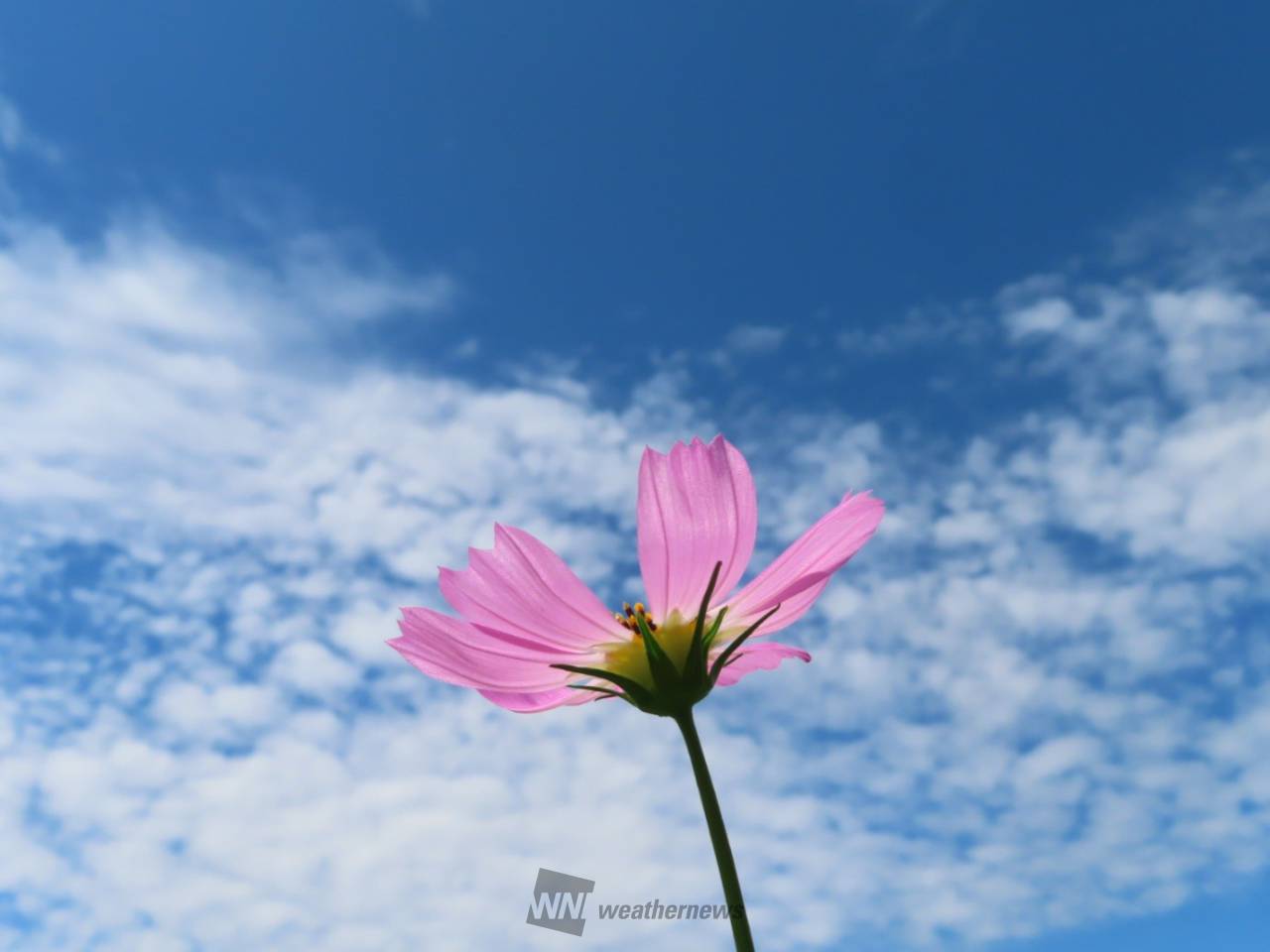 秋空 × 秋桜 注目の空の写真 ウェザーニュース