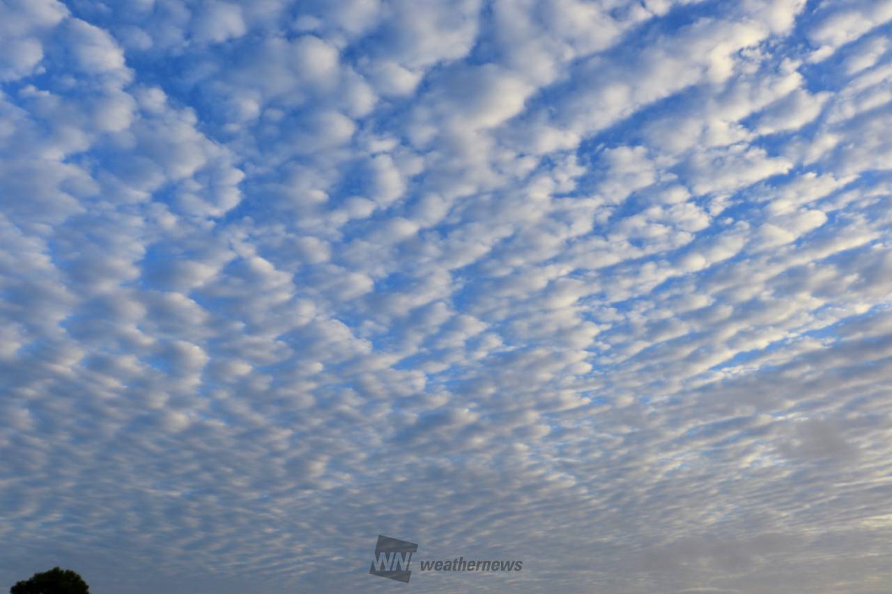 もこもこ雲の絨毯 注目の空の写真 ウェザーニュース