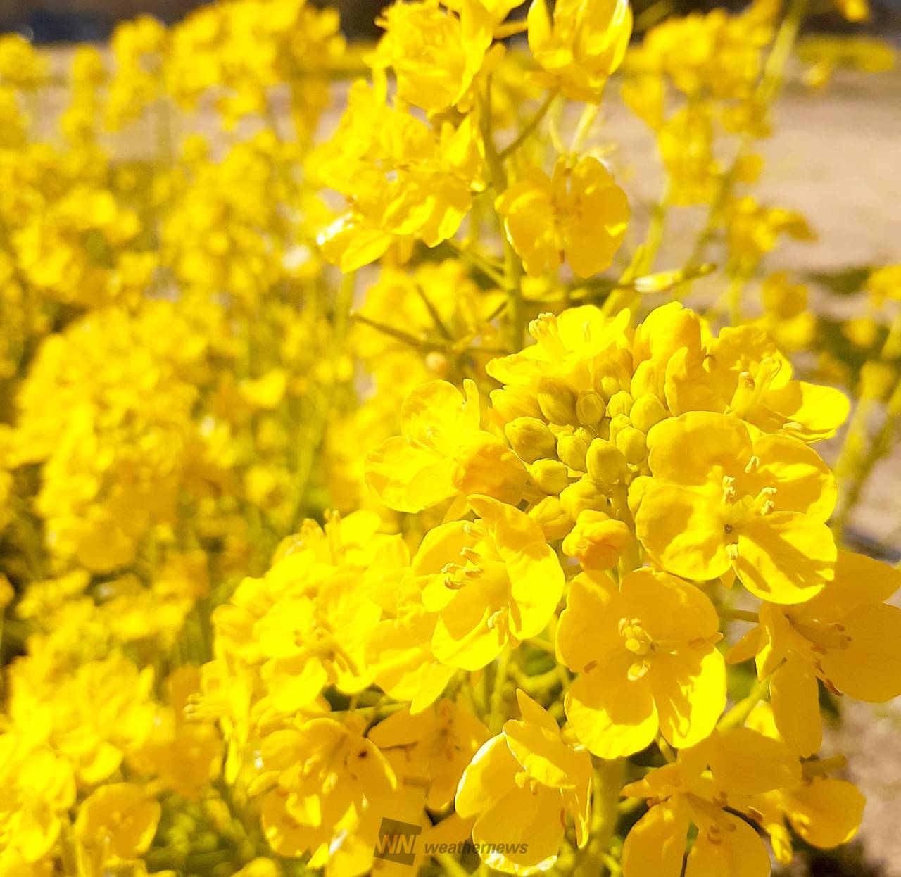 ✿黄色いお花✿ 注目の空の写真 ウェザーニュース