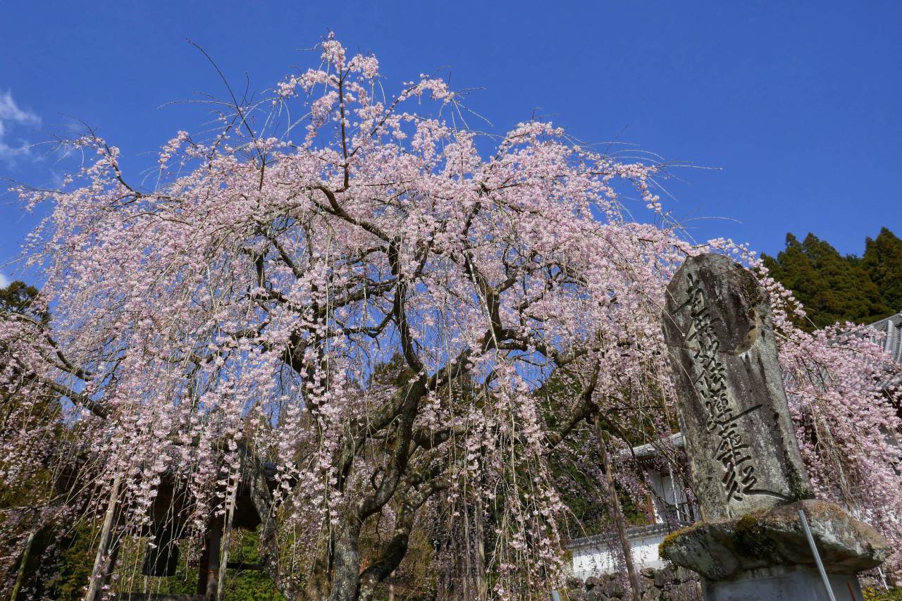 桜×青空 注目の空の写真 ウェザーニュース