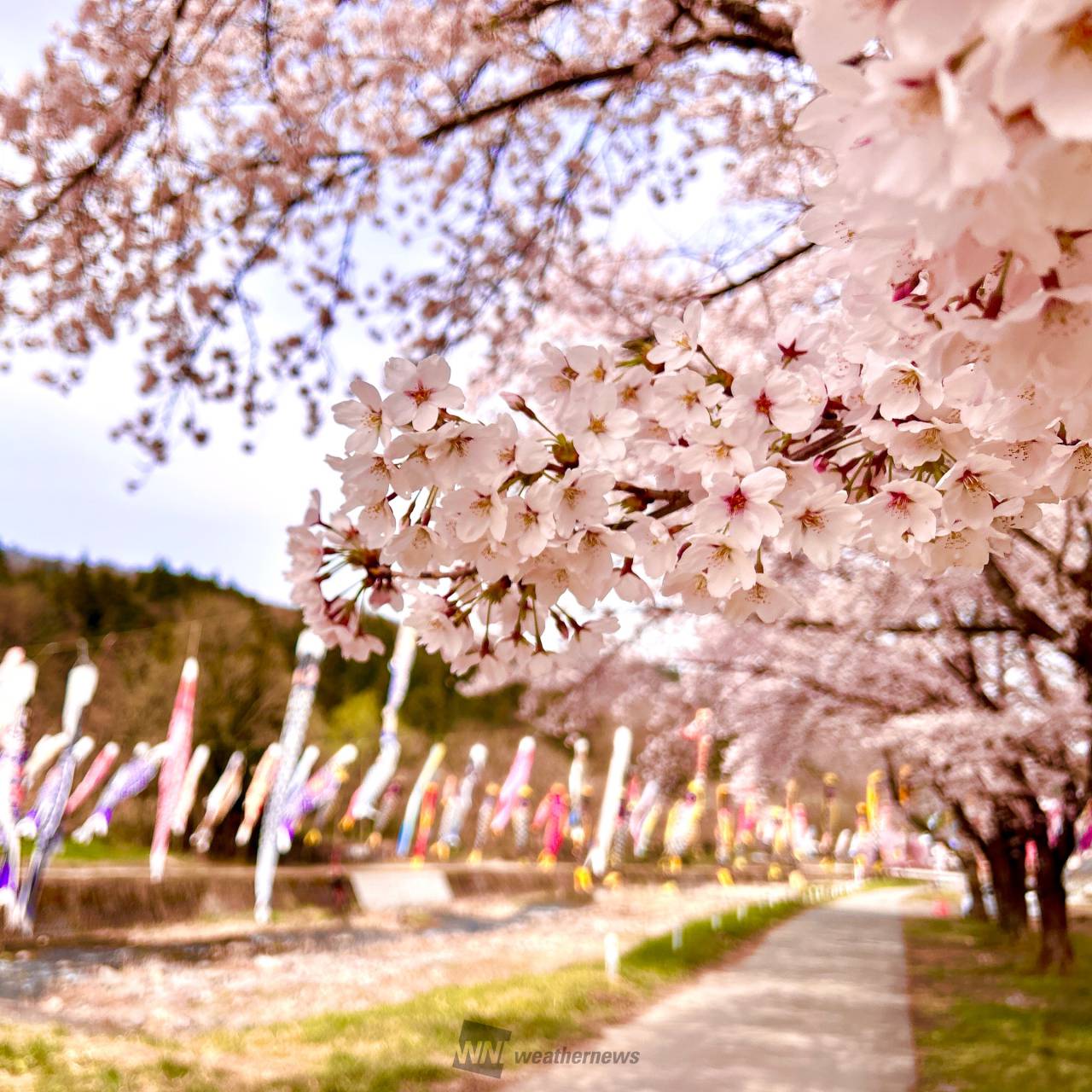 桜の絶景写真 注目の空の写真 ウェザーニュース