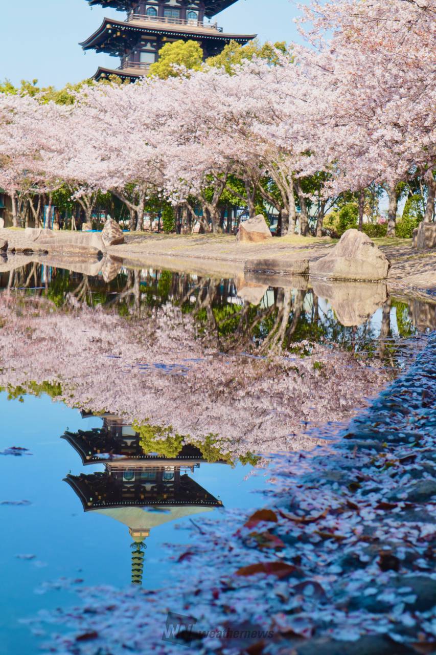 桜絶景 撮影ガイド 桜花爛漫を撮る 桜の名撮地２４３景 カメラマン 