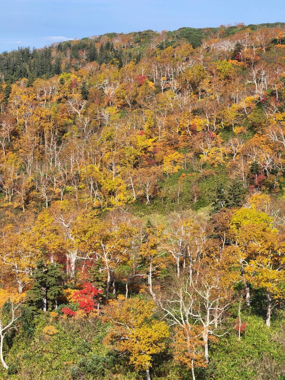 小風呂敷 みけと紅葉 - その他