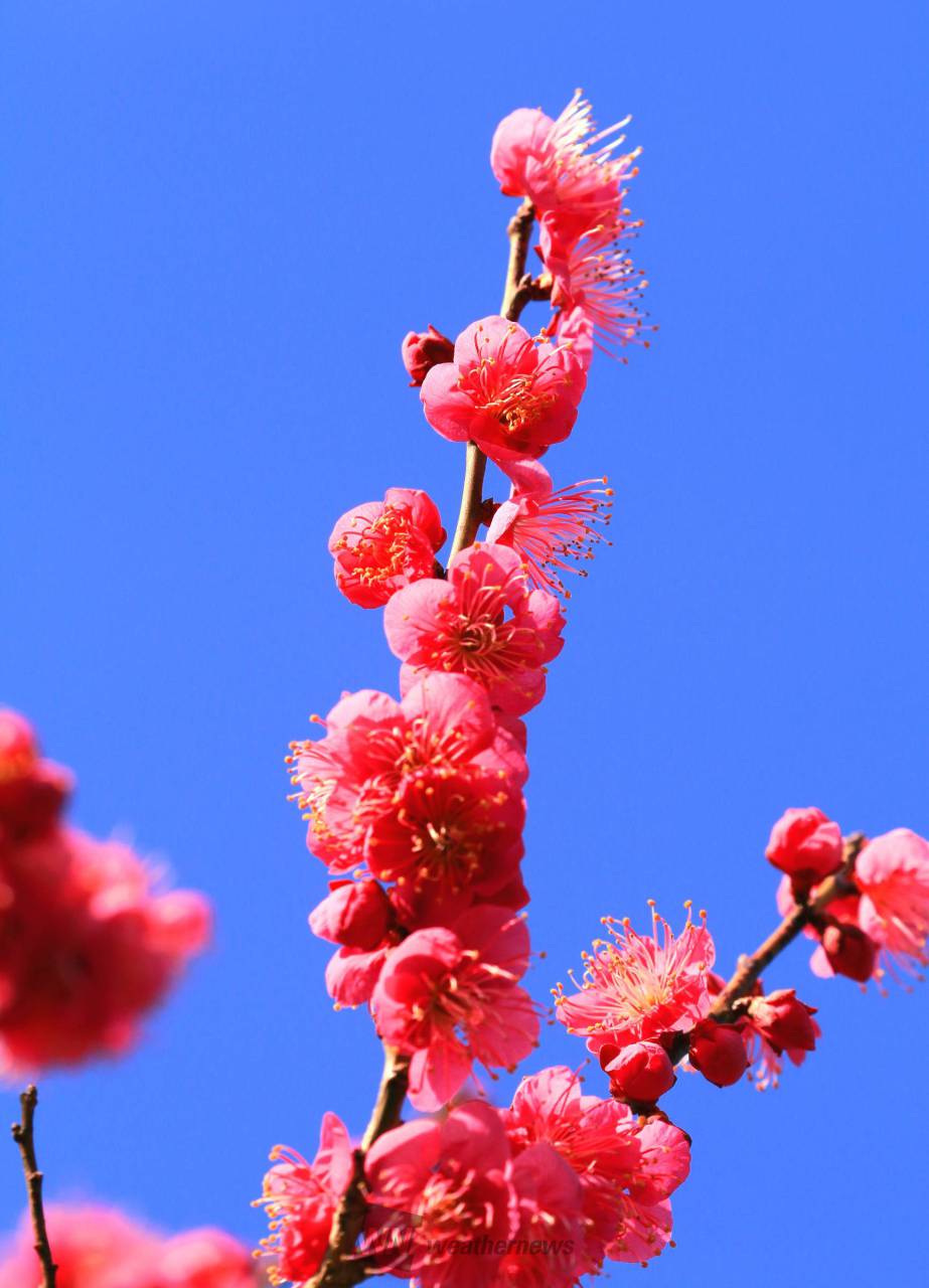 小さな春みっけ 注目の空の写真 ウェザーニュース