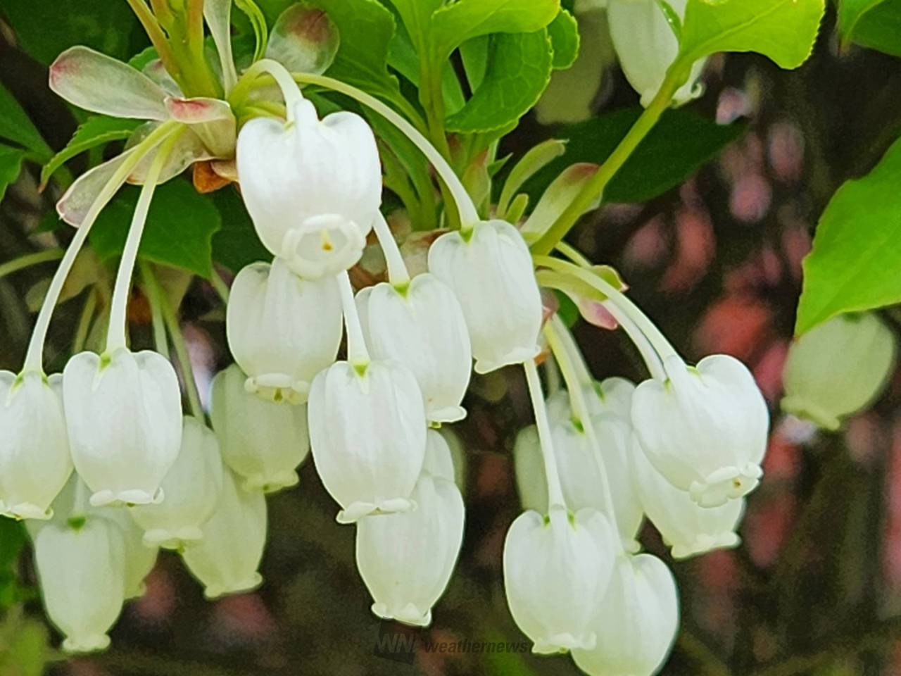 白い花を見つけよう 注目の空の写真 ウェザーニュース