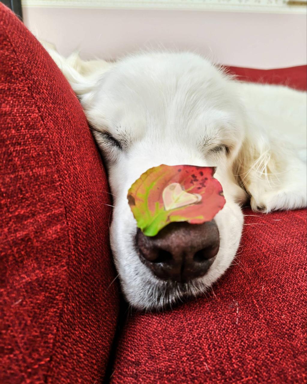 犬の日🐶 注目の空の写真 ウェザーニュース