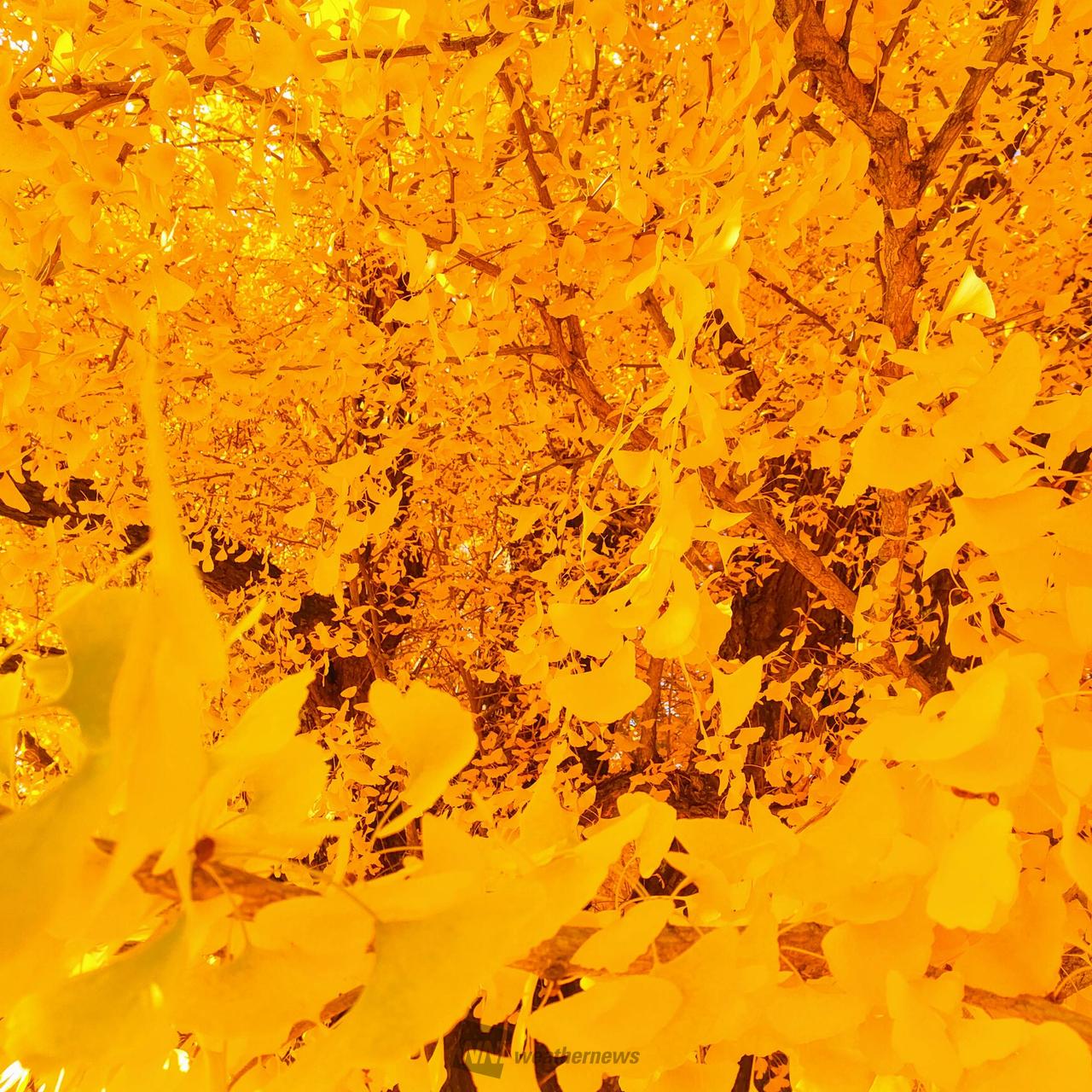 紅葉絶景写真館 注目の空の写真 ウェザーニュース