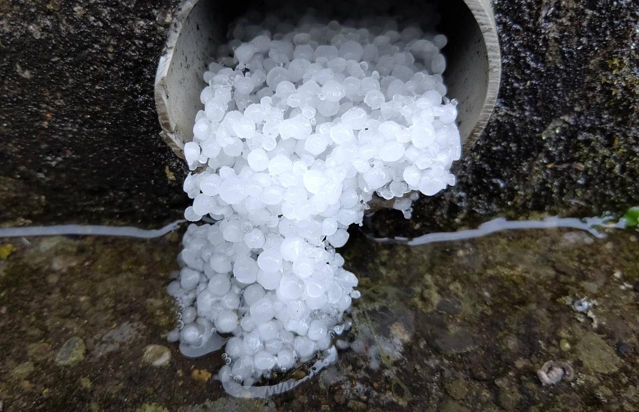 希少気象天然の雹ひょう千葉・茨城産落ちたてホヤホヤ厳選採集