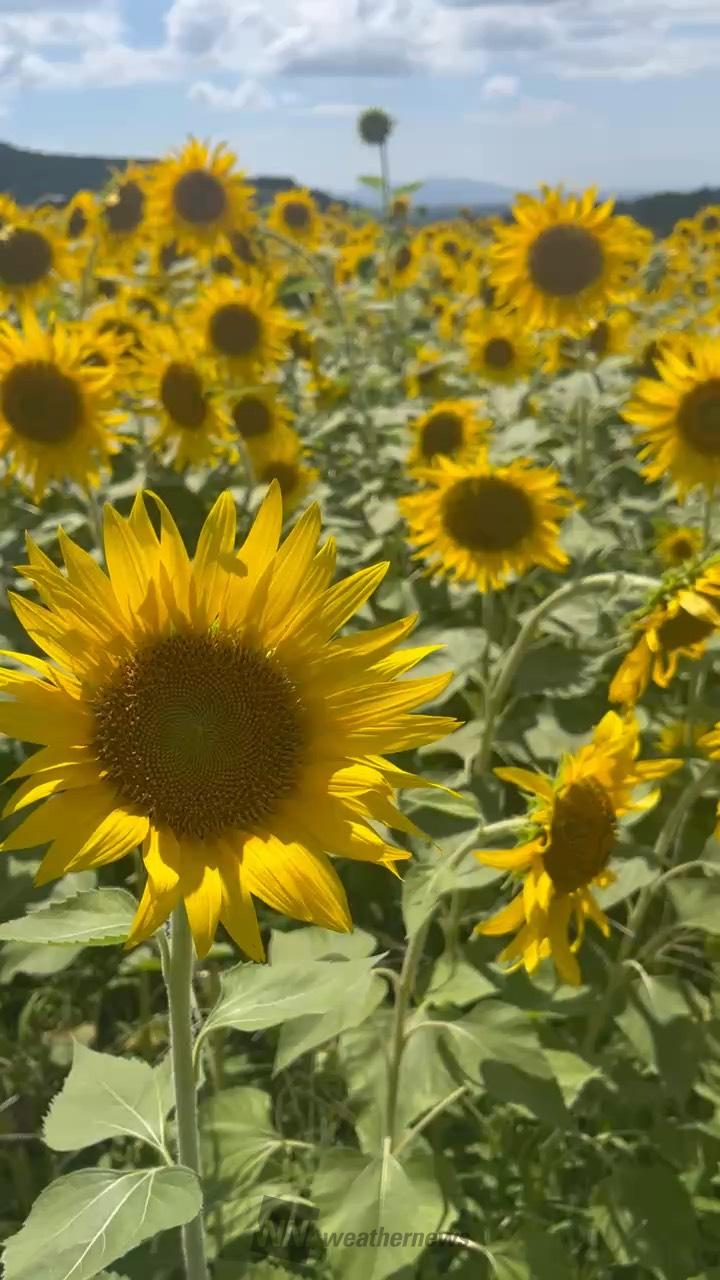 縦動画企画] テーマは【ひまわり】 注目の空の写真 ウェザーニュース
