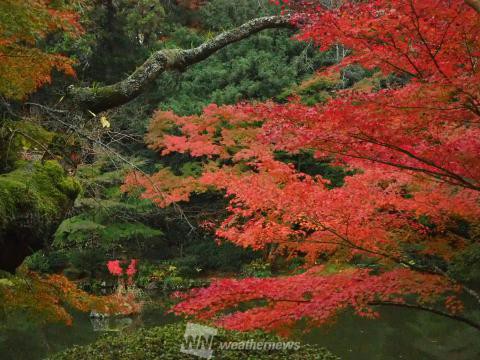 千葉の紅葉見頃情報 紅葉名所 紅葉ch ウェザーニュース