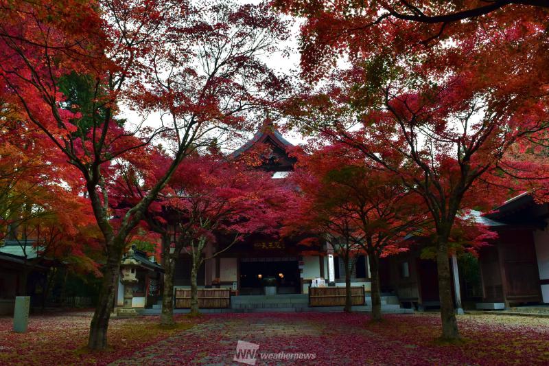 福岡の紅葉見頃情報 紅葉名所 紅葉ch ウェザーニュース