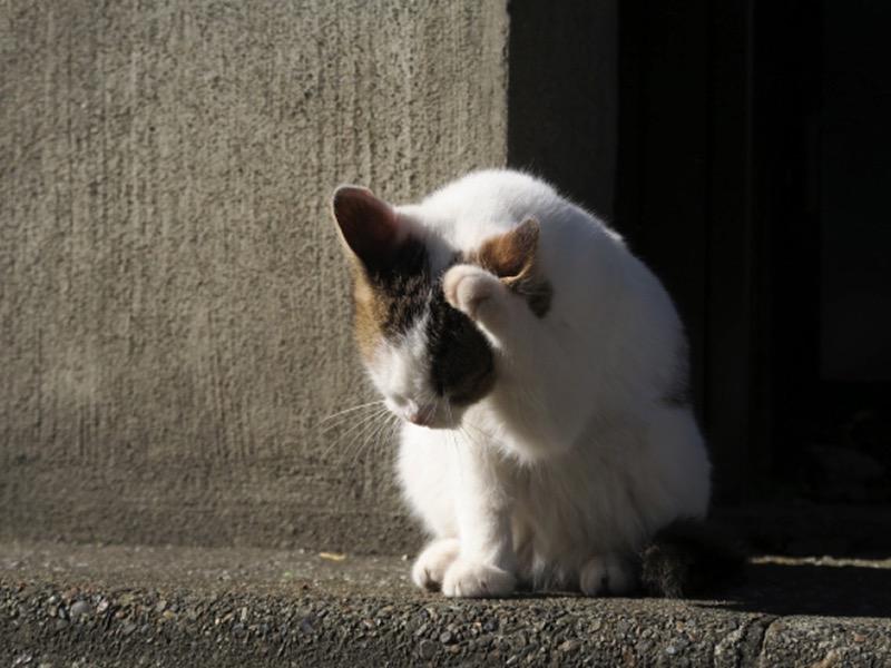 日本の夏といえば 花火 ウェザーニュース