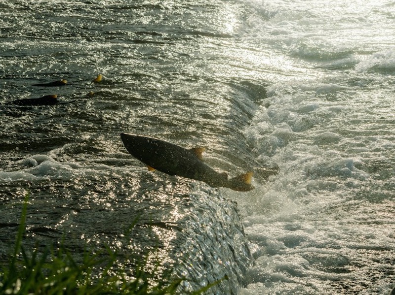 七十二候【鱖魚群】 意外と知らない？鮭の生涯 - ウェザーニュース