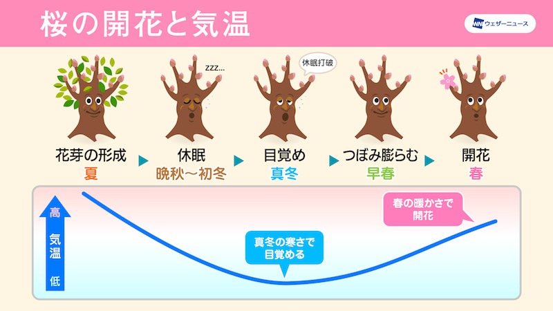 (2) Although there was a trend towards a warm winter throughout the period, cold air was expected to flow intermittently towards western Japan.  However, although the strong chills occurred mainly in northern Japan from the second half of January to the first half of February, the effects did not reach the Pacific side of western Japan.