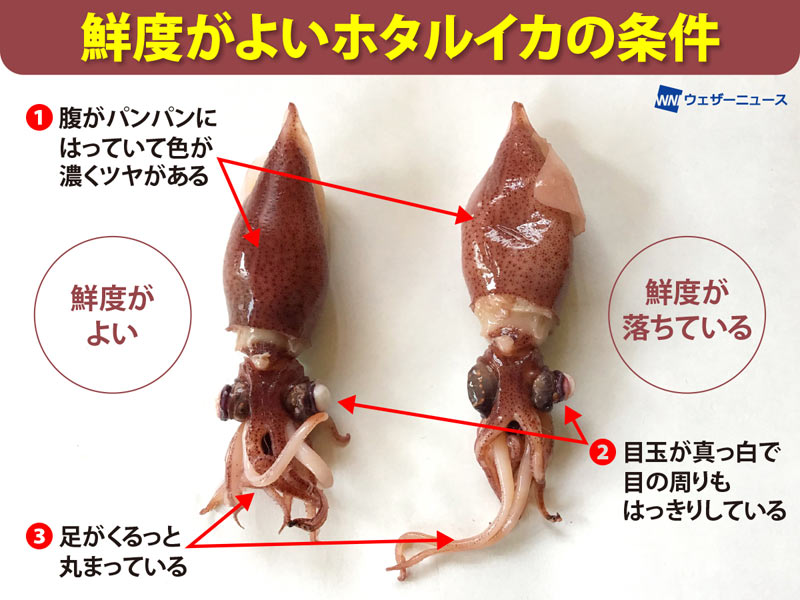 魚のプロに聞いた おいしいホタルイカの見分け方とは ウェザーニュース 魚のプロに聞いた おいしいホタルイカの見分け方とは ウェザーニュース