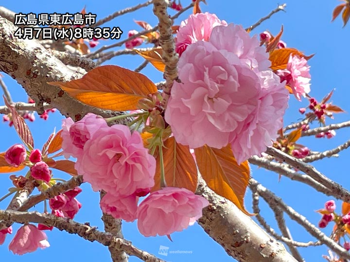 関東などでまだ見られる桜 青空に映える八重桜が満開 21年4月7日 Biglobeニュース