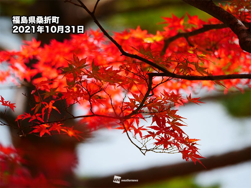 七十ニ候「楓蔦黄」 意外と知らないモミジとカエデの違い｜Infoseek