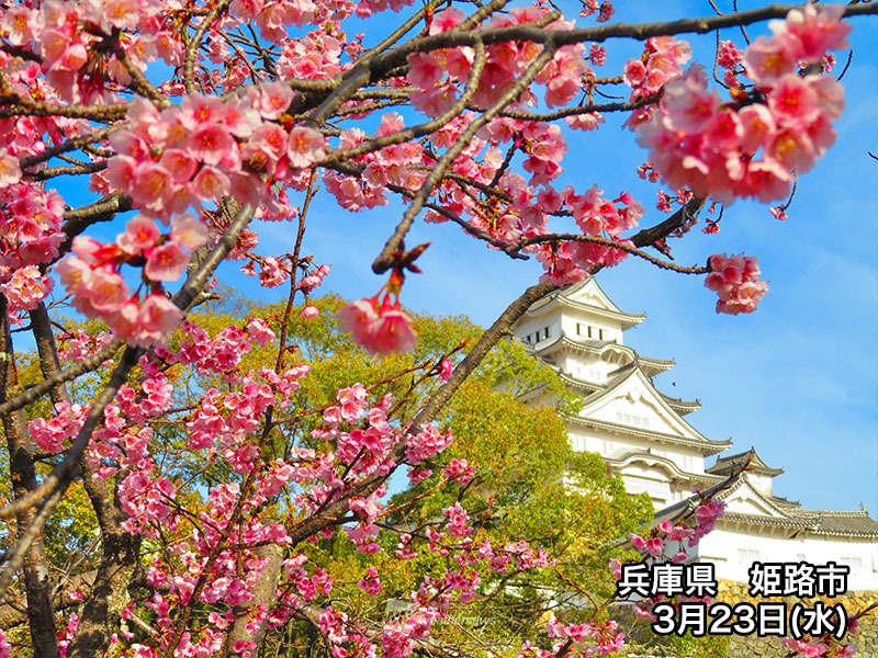 今週末の桜情報 関東南部などで段々と見頃へ ウェザーニュース