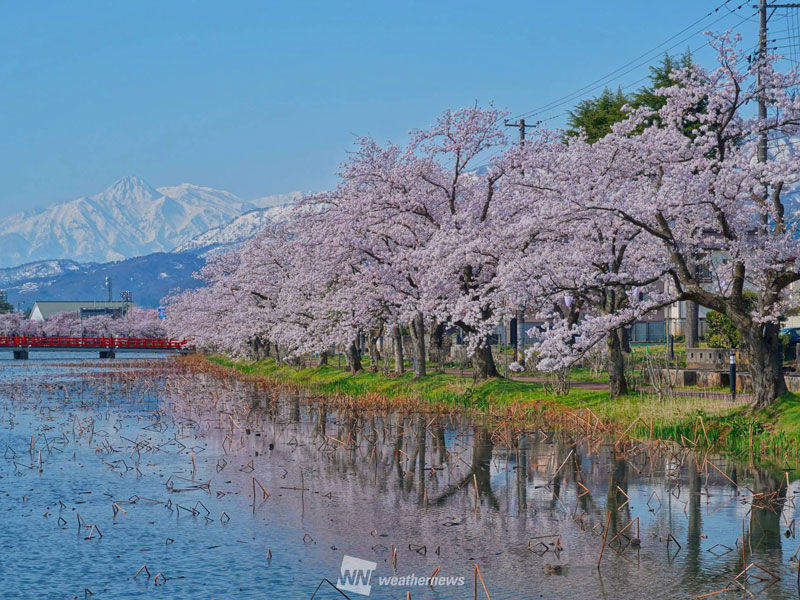 2024年最新】桜の見頃時期は？ 東京や大阪は3月末からいよいよ開花へ