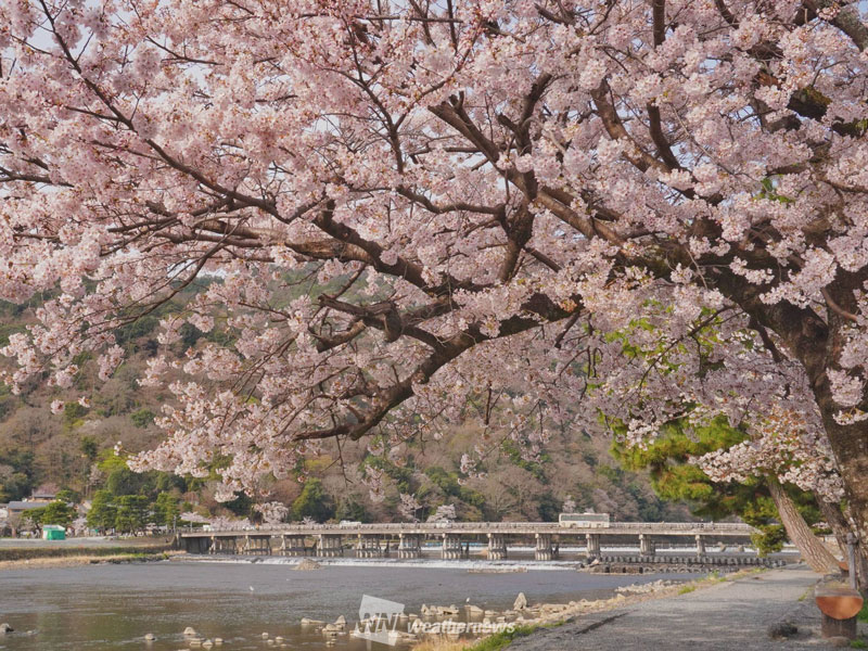 2024年最新】桜の見頃時期は？ 東京や大阪は3月末からいよいよ開花へ - ウェザーニュース