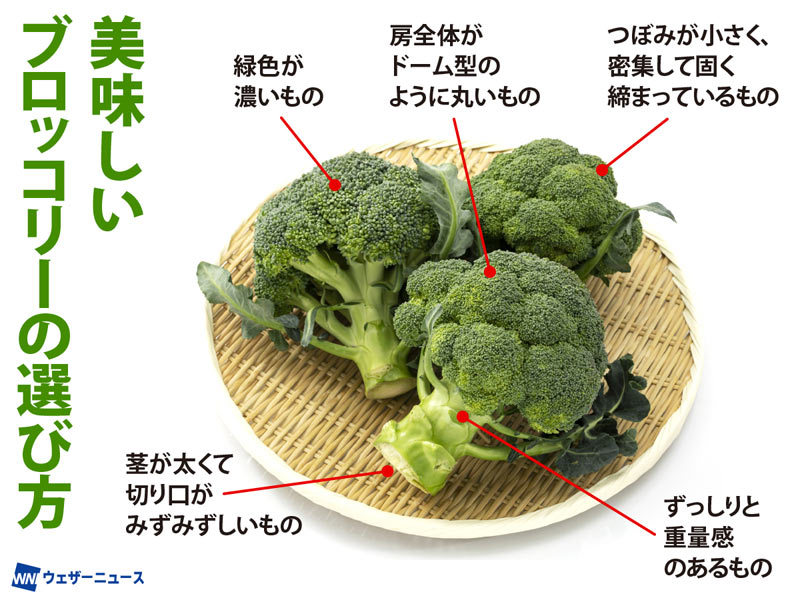 今が旬！新鮮なブロッコリーの選び方 芯に空洞があるものは