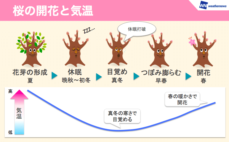 桜開花予想2024 各地とも平年より早く、東京は3月17日予想 ウェザーニュース