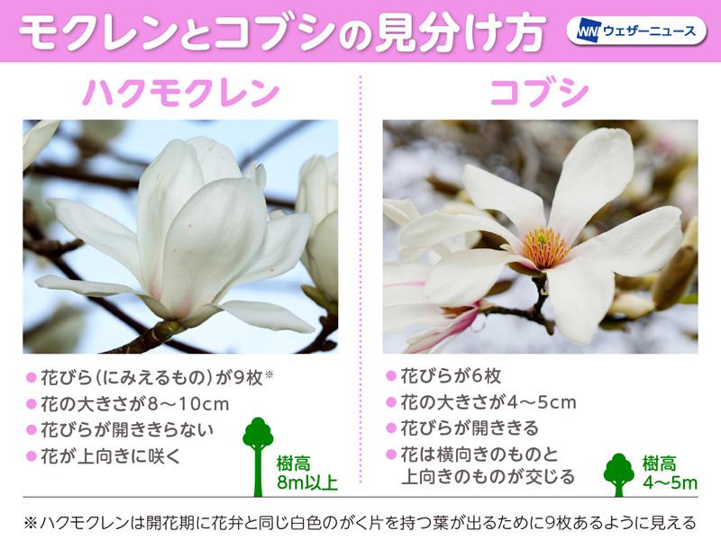 モクレンとコブシの見分け方は？ ほぼ同時に咲く白い花 - ウェザーニュース