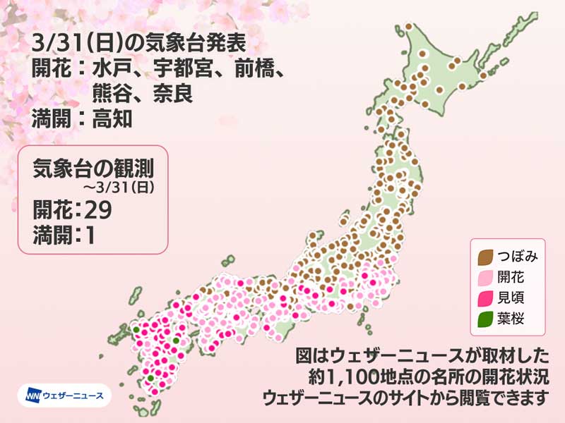 今日の桜開花状況 3月31日(日) 桜前線は北関東に到達、高知で今年初の満開 - ウェザーニュース