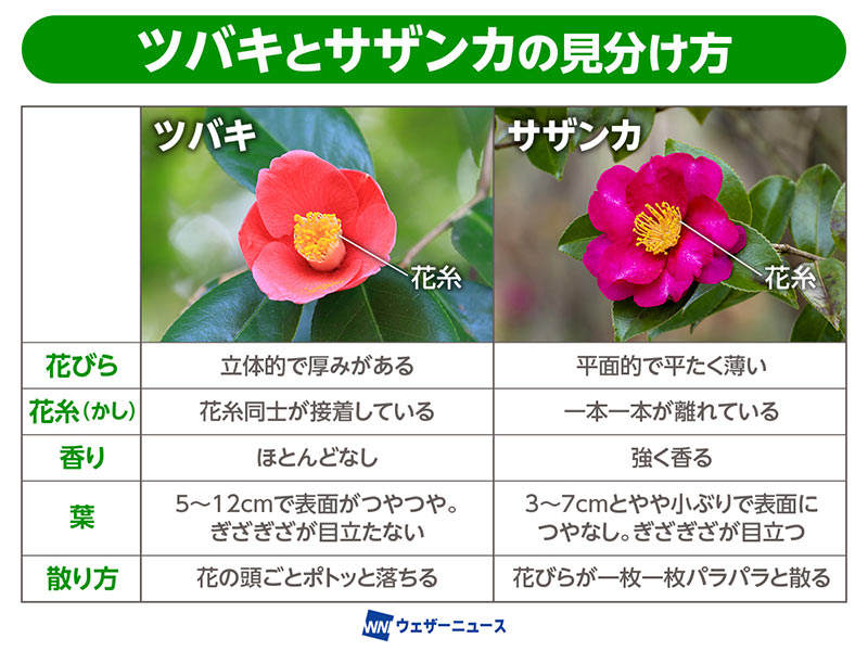 日本ツバキ・サザンカ名鑑 | 日本ツバキ協会 |本 | 通販 | Amazon