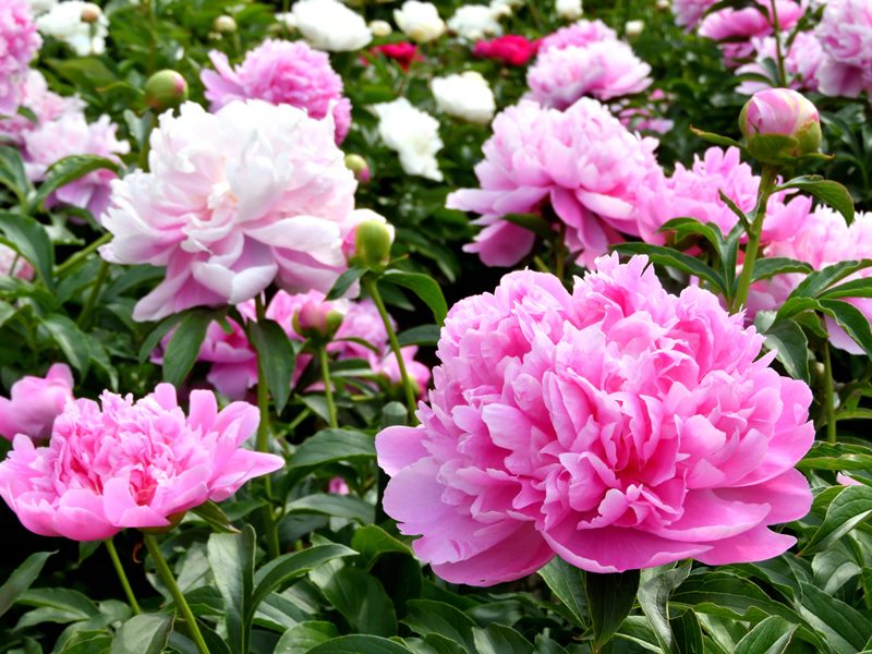 牡丹様♡ 秋ボタン苗｜平成桜- 中村農園｜オリジナル牡丹販売｜島根県松江市│大根島