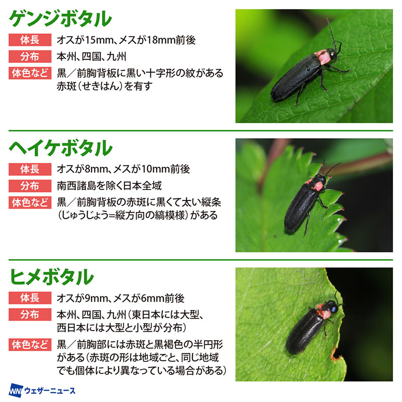 知っておきたい、日本を代表する三種の蛍の詳しい生態｜Infoseekニュース