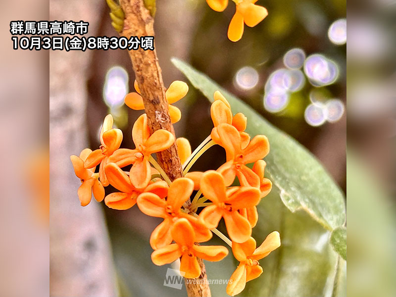 関東や東北などで金木犀が香り始める 秋めく季節を感じる｜Infoseek