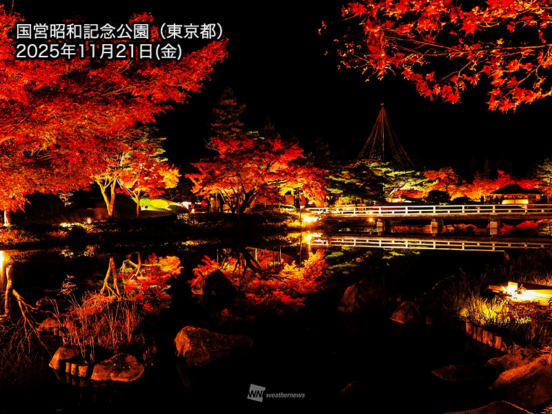 関東で紅葉が見頃 夜はライトアップで幻想的に(ウェザーニューズ 関東で紅葉が見頃 夜はライトアップで幻想的に(ウェザーニューズ