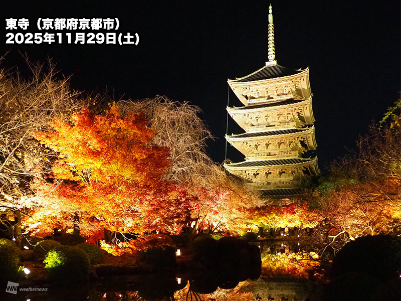 紅葉×ライトアップで秋を満喫