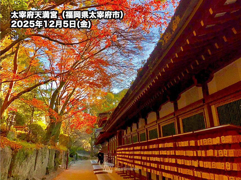 福岡県・太宰府天満宮でも見頃に