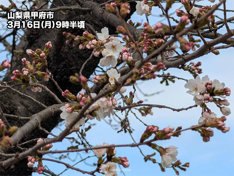 今日の開花発表の状況