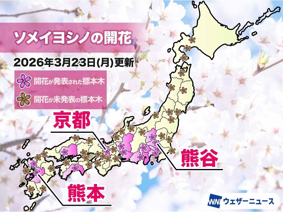 今日の開花発表状況