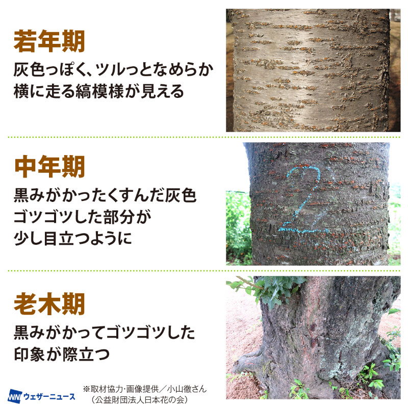 ソメイヨシノの樹齢は「花の付き方」で見分ける!? 開花時期にも違い