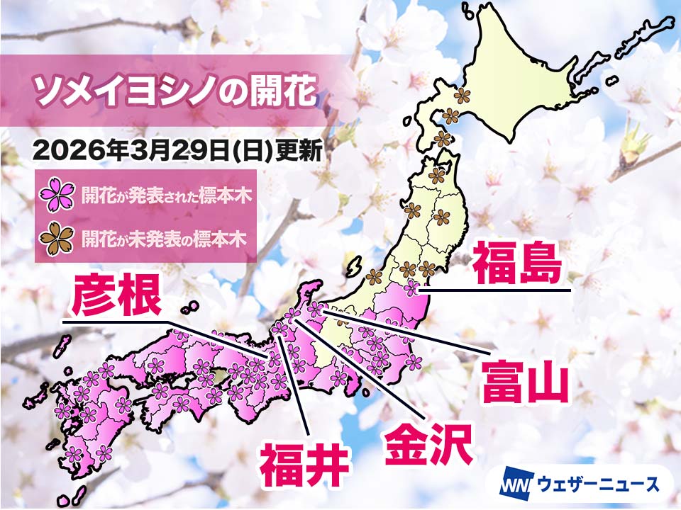 今日の開花・満開発表状況