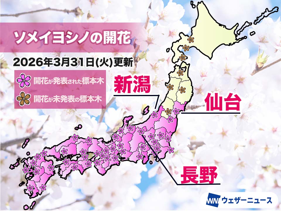 今日の開花・満開発表状況