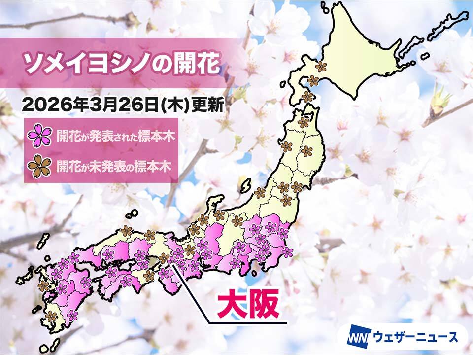 ここまでの開花・満開状況