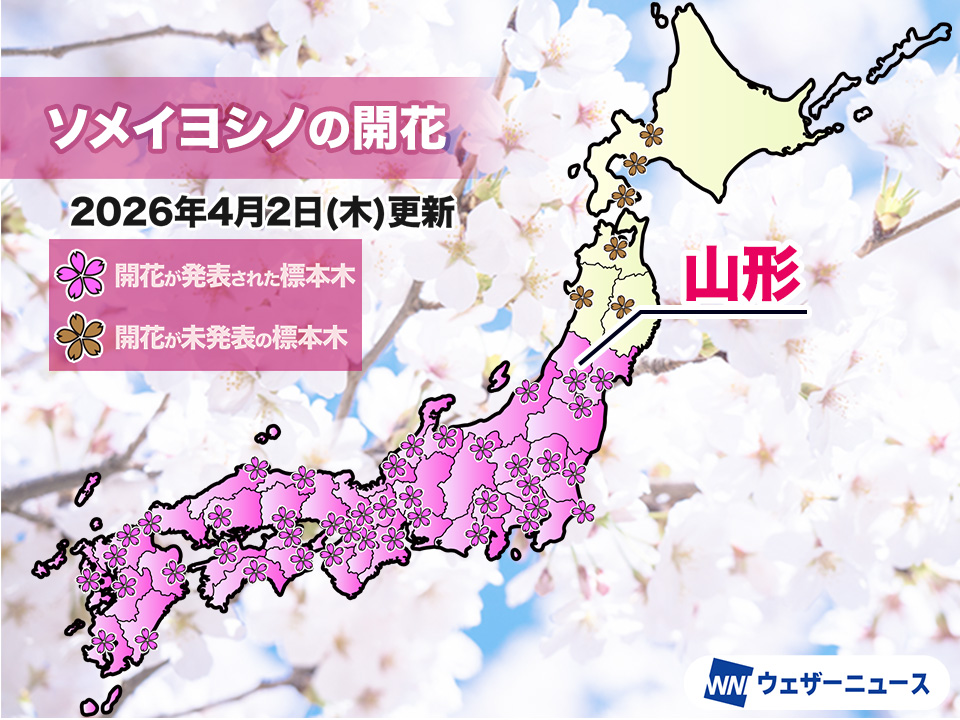 今日の開花・満開発表状況