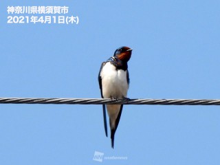 実は違う カラスが苦手な色 ウェザーニュース