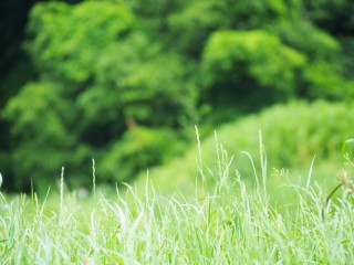 皮ごと手軽に食べられる 梨スティックの作り方とは ウェザーニュース